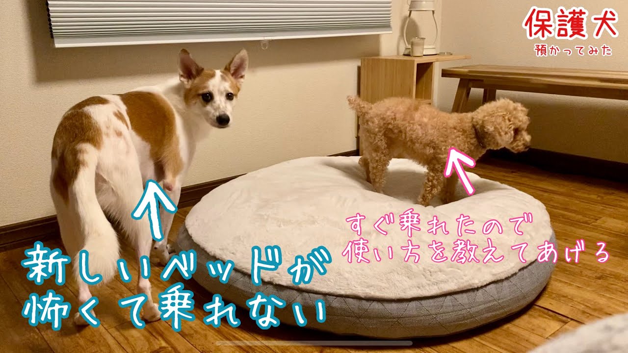 新しいベッドが大きすぎて怖がっていたら、普段は冷たい先輩犬が使い方を教えてくれました