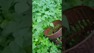 sau cơn mưa đi cắt rau cải kiếm rau ló mắt mới được ít🥬🥬🥬 Mọi người đăng ký ủng hộ mình nha🥰❤️