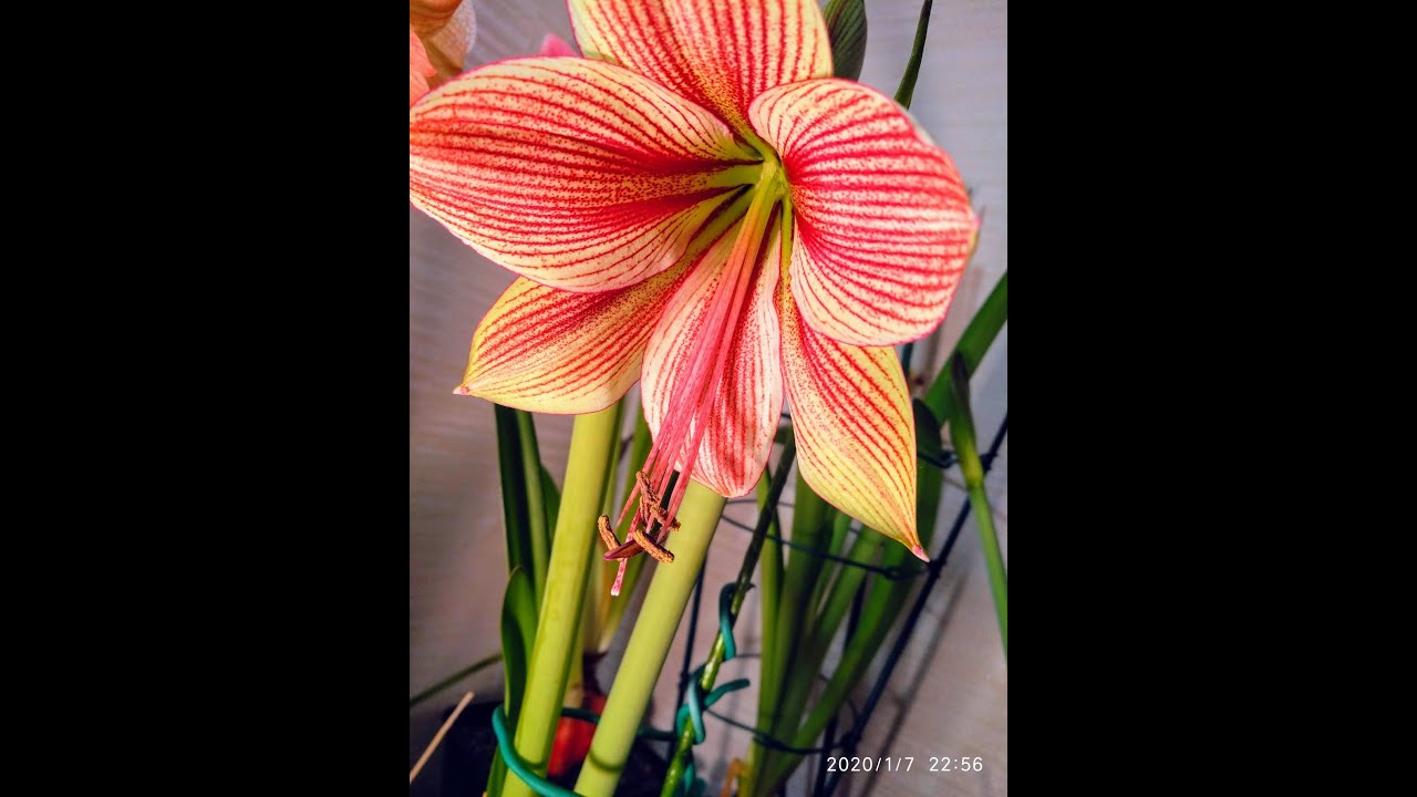 Гіппеаструм цвітіння сорту Exotic Star Hippeastrum Blossom