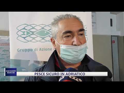 Discovery Marche - Pesce sicuro in Adriatico