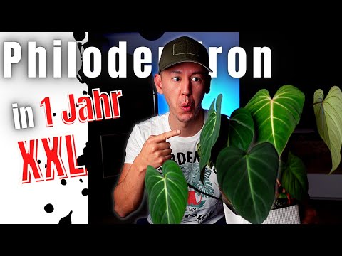 Philodendron Pflege: in einem Jahr zur großen Mutterpflanze - Die kriechende Gloriosum vermehren