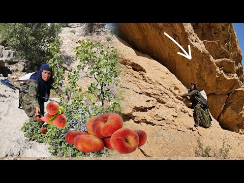 Grandma's Long Journey for Mountain Fruit: Zulma returns to the wild cliffs for wild peaches.