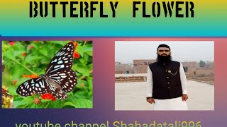 Butterfly Flower