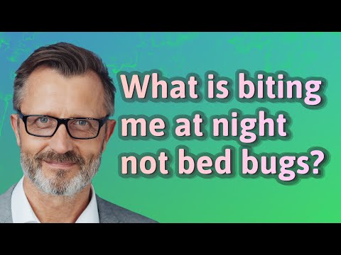 What is biting me at night not bed bugs?
