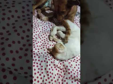 #happy valentine's mga ka mingming #love is real puppy and bulinggit #shorts