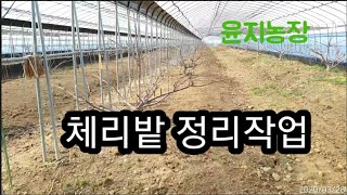 체리밭 깔끔하게 다듬기~
