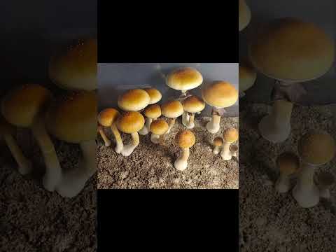 #mushroom #Mushrooms #veteran #veteransuntilvalhalla #vet #veteranowned #military #mycology #navy