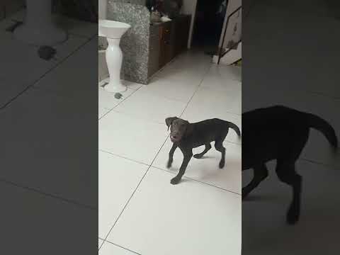 dog training at home/dog training/dog training video/kids video