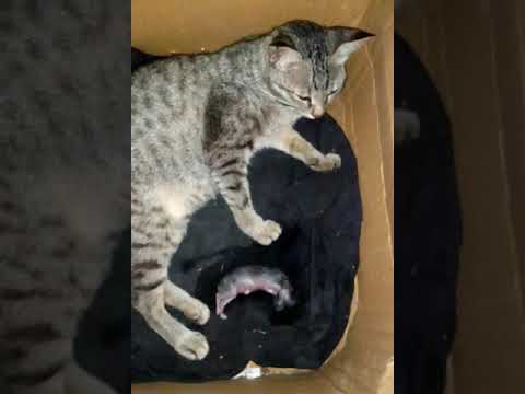 Mother Cat Gives Birth To A Dead baby kitten | for the firstime