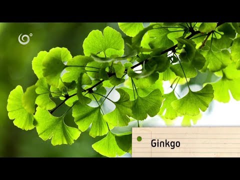 Liečivé účinky ginka (NOVÁ ZÁHRADA)