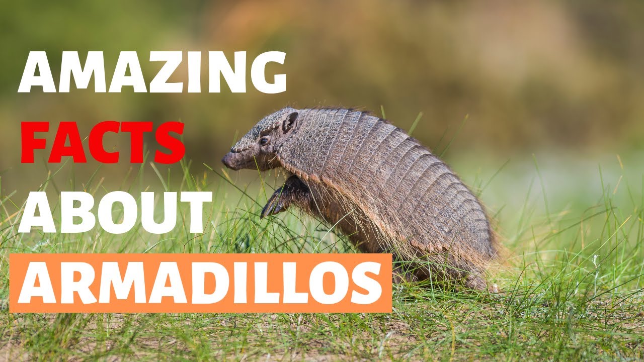 What does an armadillo look like? – EN General