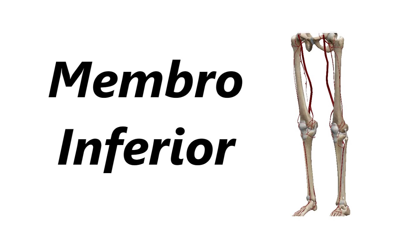 Anatomia das Artérias em 3D - Membro Inferior