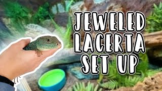 Jeweled Lacerta Set Up (2025)