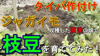 【検証】【家庭菜園節約術】ジャガイモを収穫したその日に枝豆を植えてみた！【2ヶ月短縮？】