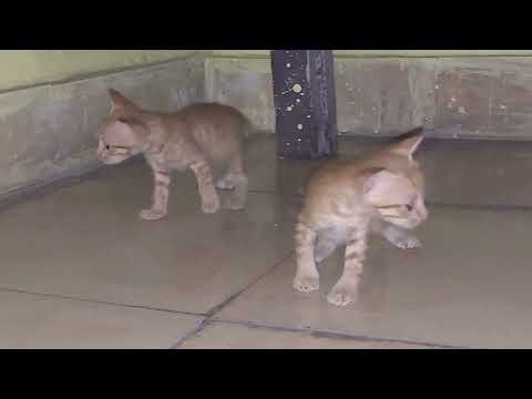 baby cats cute and funny cat videos | cute cat video  | kitty cat videos | Cute Indian cat