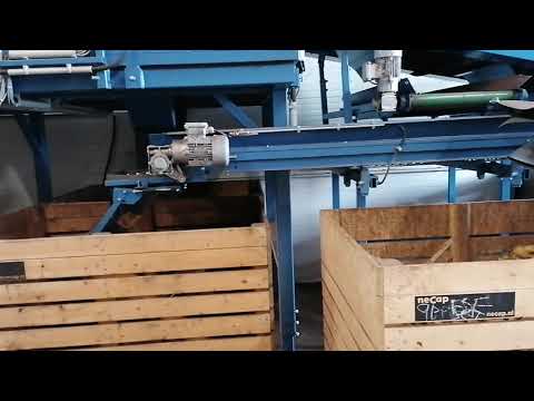 InnoKAT - Frühkartoffeln mit Tandemroller sortieren