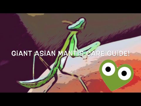 Giant Asian Mantis Care Guide (overview)