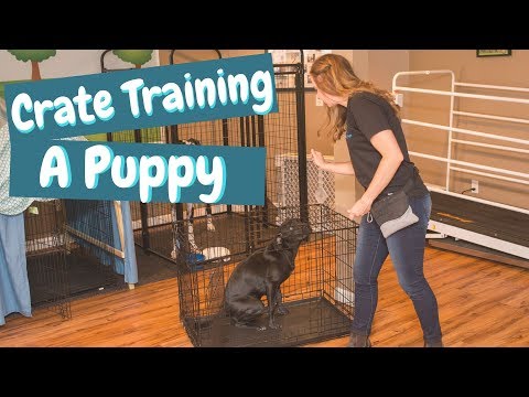 The Ultimate Guide to Successfully Crate Train Your Puppy