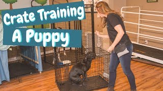 Crate Training a Puppy While at Work