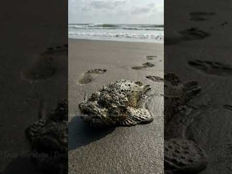 ඇනුණොත් ඉවරයි! 😱 ලෝකයේ විසම මාළුවා - Stonefish | World's Most Poisonous Fish