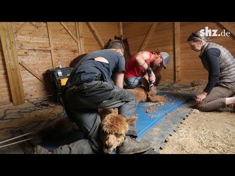 50-60 Alpakas am Tag: Profi-Alpaka-Scherer auf Deutschlandtour