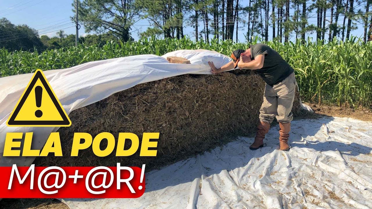 SILAGEM: chorume é normal? | Perguntas e respostas