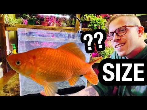 Goldfish Tank Size? Not What You Think!