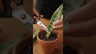 Download lagu https://youtube.com/shorts/QEJPmus4Umg?si=tjxxZSg910utJlFU mp3 Download lagu https://youtube.com/shorts/QEJPmus4Umg?si=tjxxZSg910utJlFU mp3