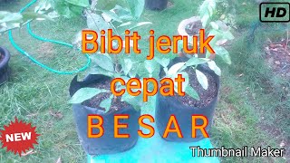 Download lagu Agar bibit jeruk cepat besar mp3