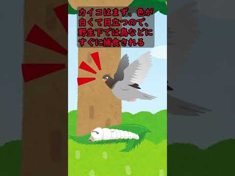 カイコのライフサイクル