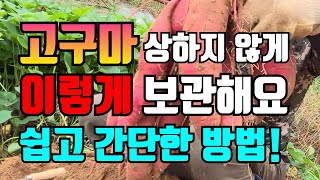 고구마 보관방법, 겨울내내 상하지않고 오래두고 먹는방법/고구마보관온도