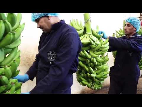 Banana packaging at Adloun warehouse
