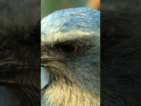 Birding in Bio-Rich Palm Beach County, Florida