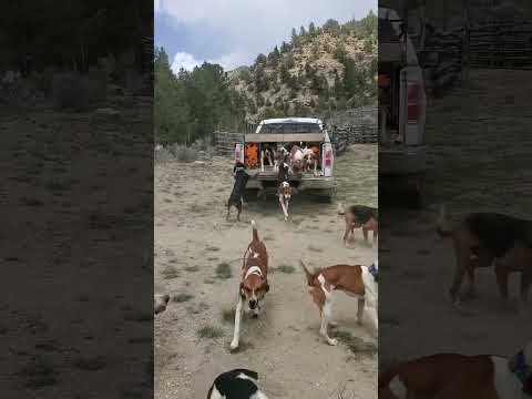 Unloading the crew after a morning bear hunt! #dogs #pets #nature #wildlife #dog #liondog