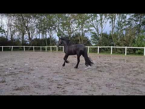 Stal Okkema's Douwe - Eise x Nanno - Stallion - 2017w