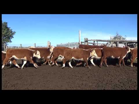 Lote 43 Terneras  HEREFORD Y 12 CRUZAS: 6 CARETAS COLORADAS,  3 CARETAS NEGRAS,  2 PAMPA NEGRA Y 1 C/ NORMANDO, Lavalleja
