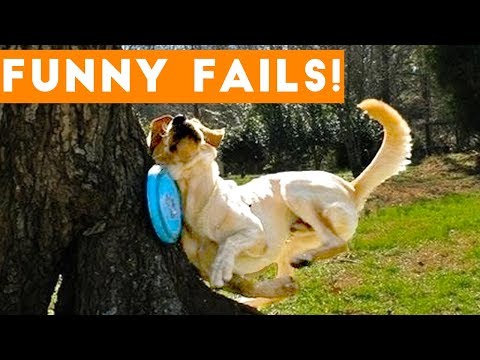 TRY NOT TO LAUGH at FUNNY PET FAILS 2017 | Funny Pet Videos