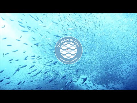 Anteprima video