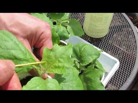 , title : 'Identifying and Treating Aphids on Your Garden Vegetable Plants - TRG 2015'