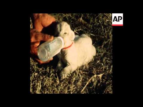 SYND 5 4 77 NEWLY BORN WHITE LION CUB BORN IN LA PLATA, ARGENTINA