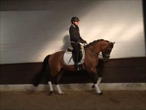 TRAUMPRINZ 3j. Falbe v.Trendsetter(Totilas-Dancier) - Nemax (ohne Eisen)