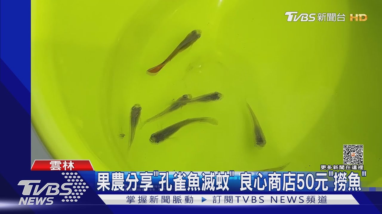 果農分享「孔雀魚滅蚊」 良心商店50元「撈魚」