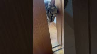 誰でも可愛くなれるらしい？ #ねこのいる暮らし #ねこ動画 #ねこのいる生活