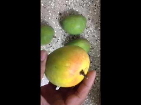 download lagu mp3 mp4 Alphonso Mango Online, download lagu Alphonso Mango Online gratis, unduh video klip Alphonso Mango Online