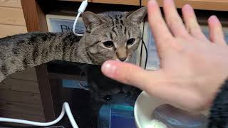 猫が部屋に来た