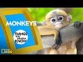 Cool Facts About Monkeys | Things You Wanna Know