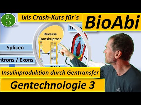Gentechnik 3 - Gentransfer - gentechnische Insulinherstellung materialgestützt - Gentechnologie