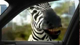 WILD ZEBRA LOOSE in ATLANTA! funny! RARE