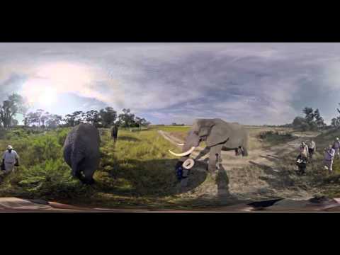 African Elephants in 360 Video