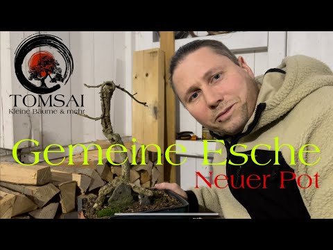 Gemeine Esche dicke Wurzel entfernen, Neuer Pot Bonsai 25/22